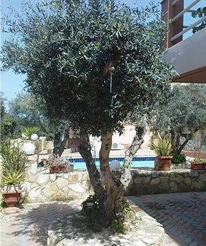 Nea Kydonia Suites & Studios Daratsos Dış mekan fotoğraf