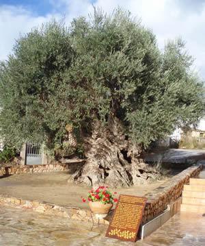 Nea Kydonia Suites & Studios Daratsos Dış mekan fotoğraf